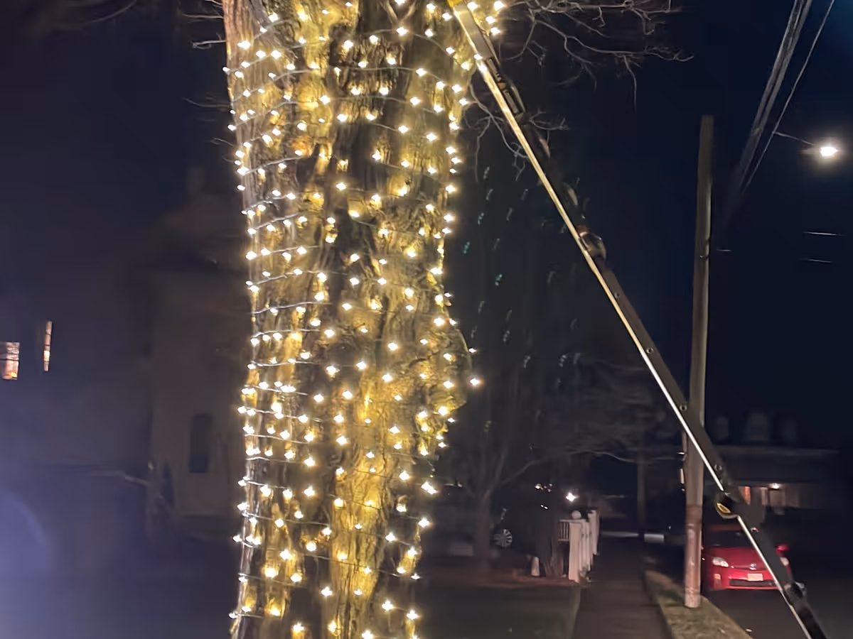 Branch detail warm white lights