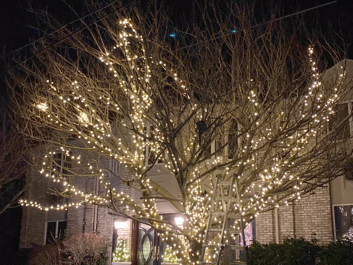 Conifer warm white night