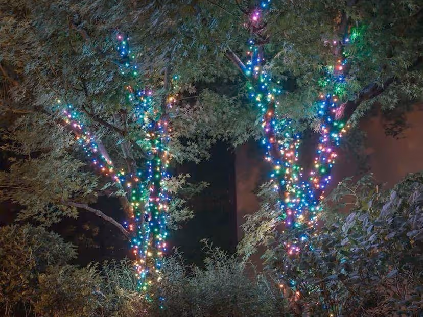 Multicolor trunk wrap front yard
