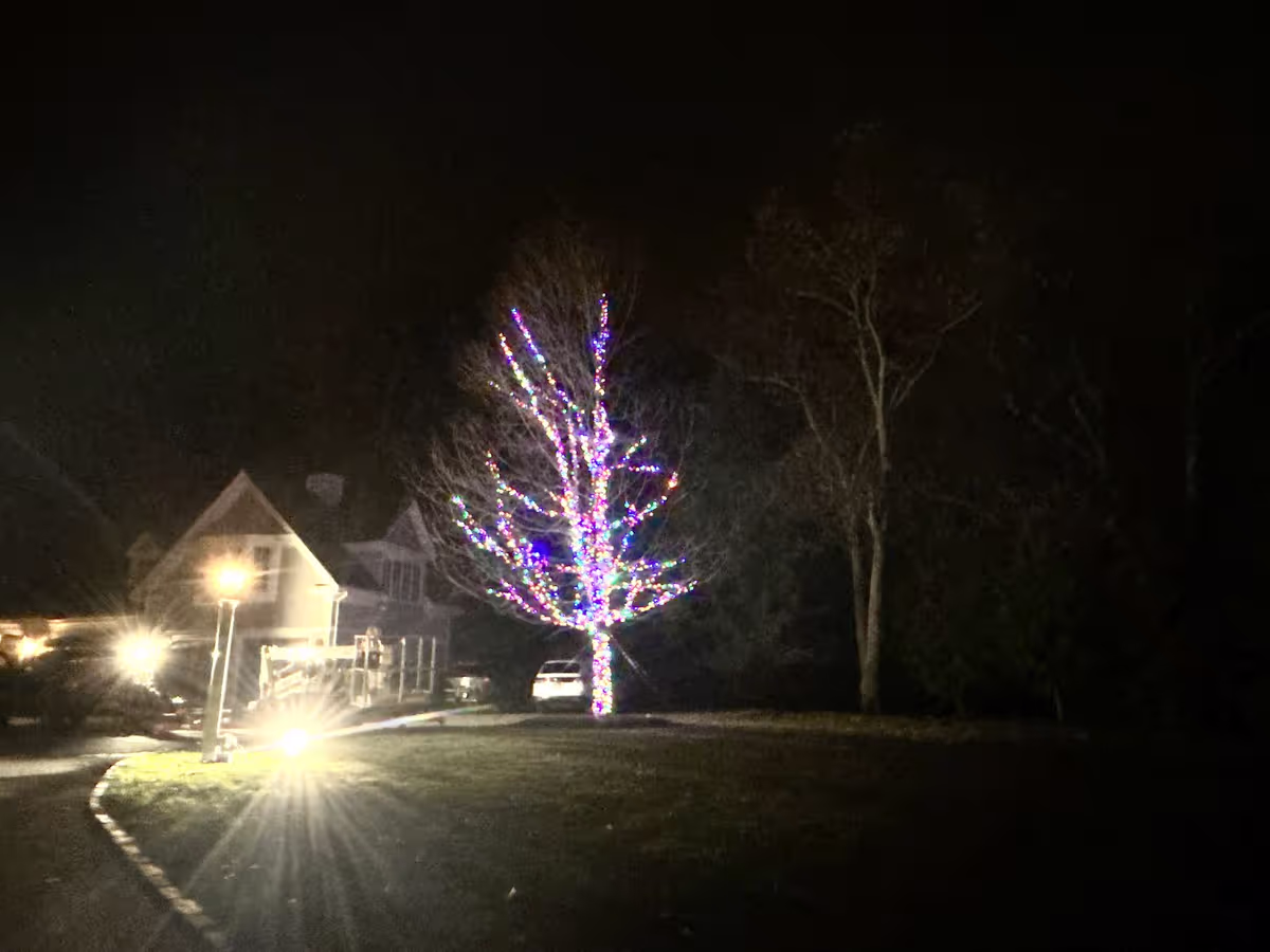 Specimen tree wrapped warm white lawn